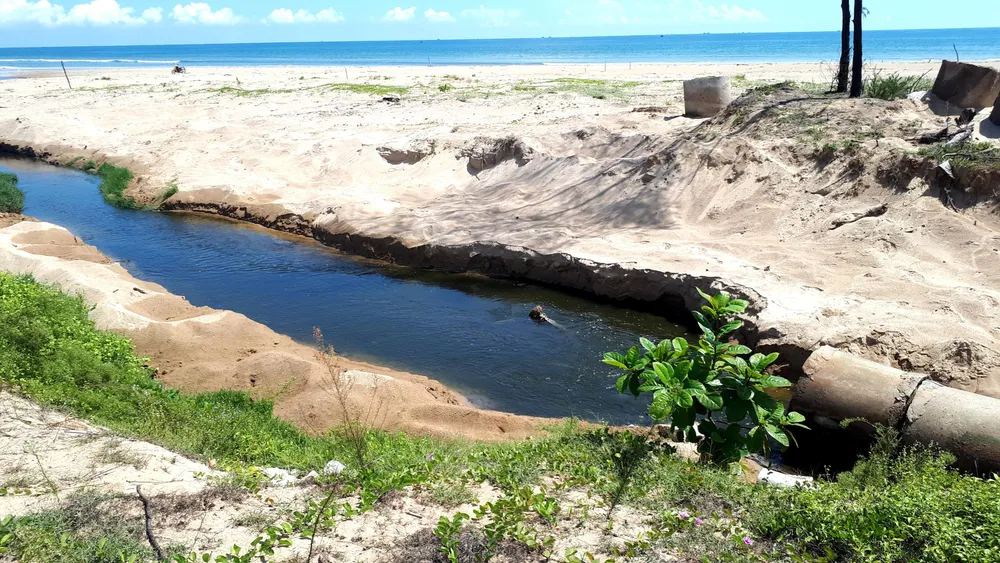 Mùi hôi thối bên cơ sở nuôi tôm xả nước bẩn ra môi trường ảnh 1