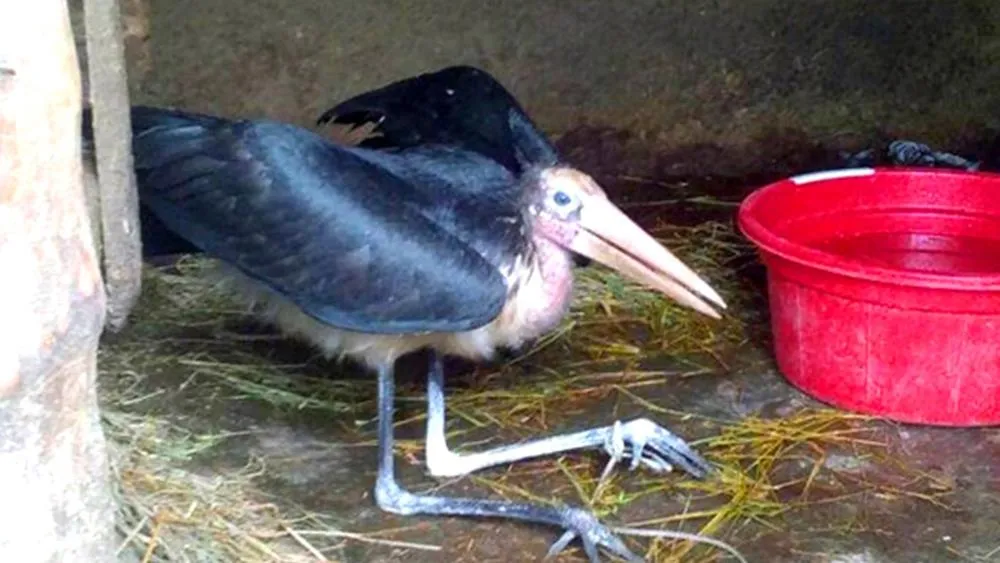 Bước đầu nhận định cá thể này có thể là chim Già Đẫy