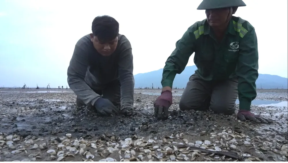 Nghêu nuôi chết sau mưa lũ, người dân Hà Tĩnh bị thiệt hại nặng ảnh 2