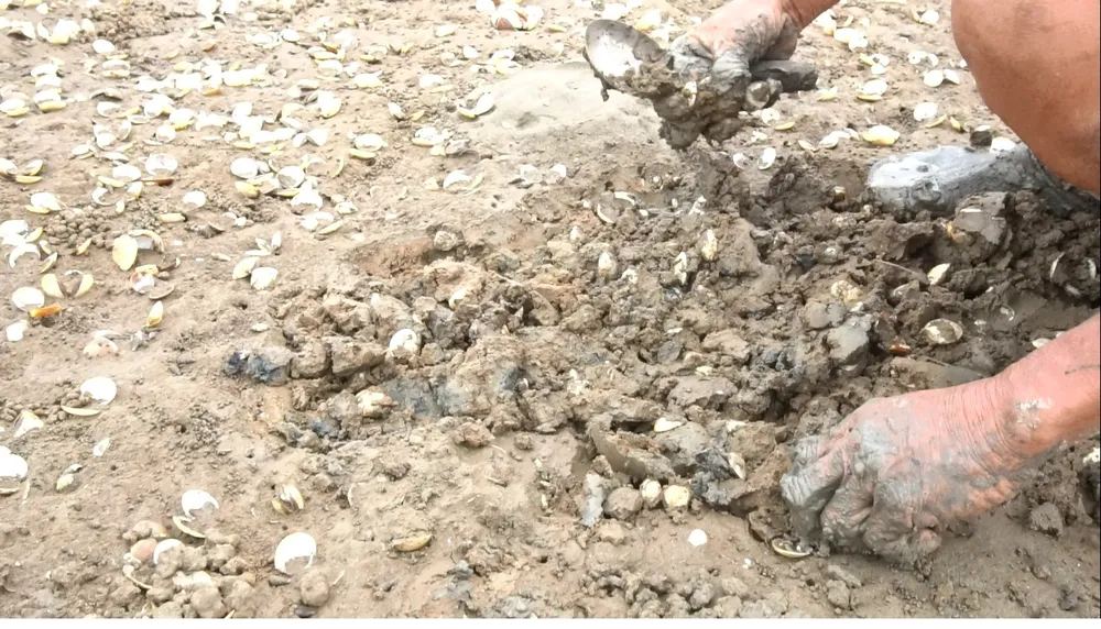 Nghêu nuôi chết sau mưa lũ, người dân Hà Tĩnh bị thiệt hại nặng ảnh 3