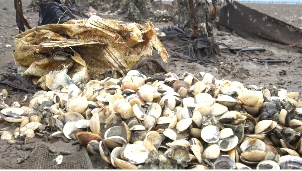 Nghêu nuôi chết sau mưa lũ, người dân Hà Tĩnh bị thiệt hại nặng ảnh 4