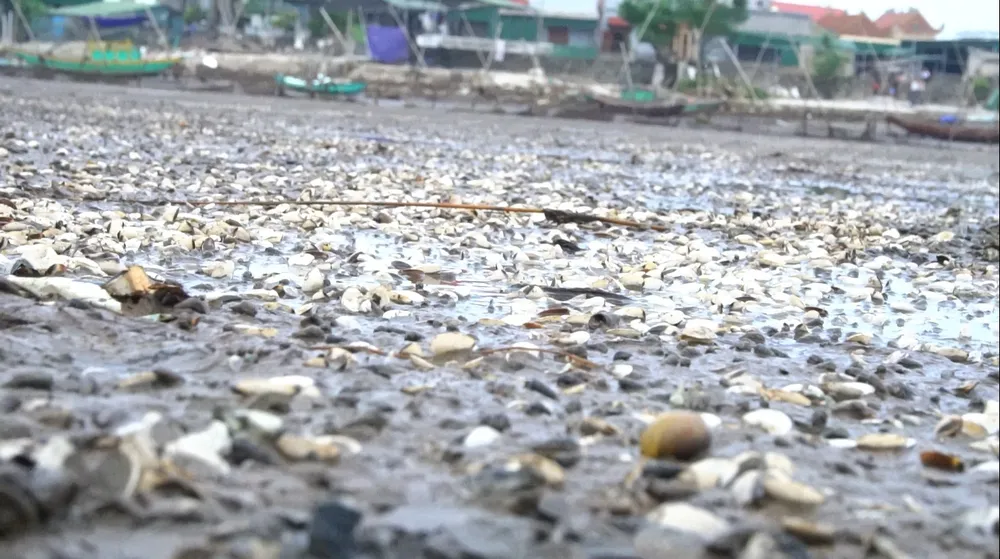Nghêu nuôi chết sau mưa lũ, người dân Hà Tĩnh bị thiệt hại nặng ảnh 5