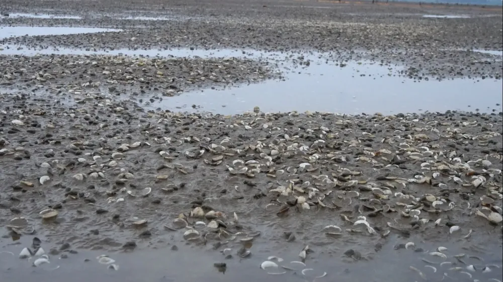 Nghêu nuôi chết sau mưa lũ, người dân Hà Tĩnh bị thiệt hại nặng ảnh 6