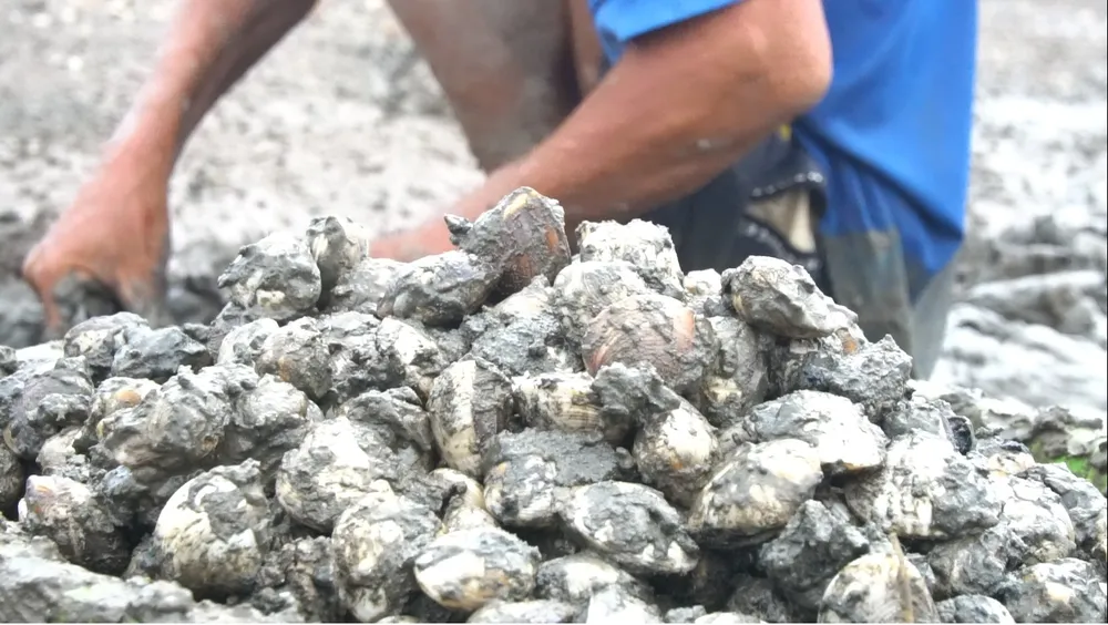 Nghêu nuôi chết sau mưa lũ, người dân Hà Tĩnh bị thiệt hại nặng ảnh 7