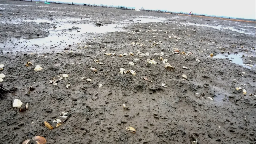 Nghêu nuôi chết sau mưa lũ, người dân Hà Tĩnh bị thiệt hại nặng ảnh 1