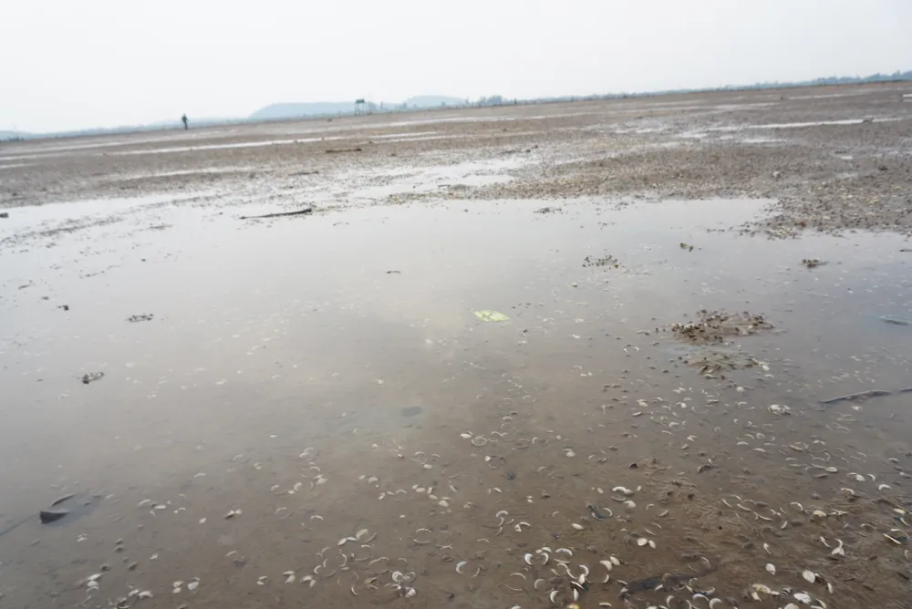 Nghêu nuôi chết sau mưa lũ, người dân Hà Tĩnh bị thiệt hại nặng ảnh 11