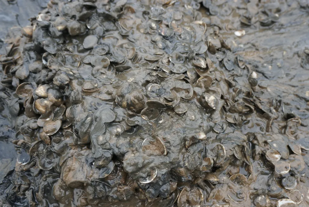 Nghêu nuôi chết sau mưa lũ, người dân Hà Tĩnh bị thiệt hại nặng ảnh 12