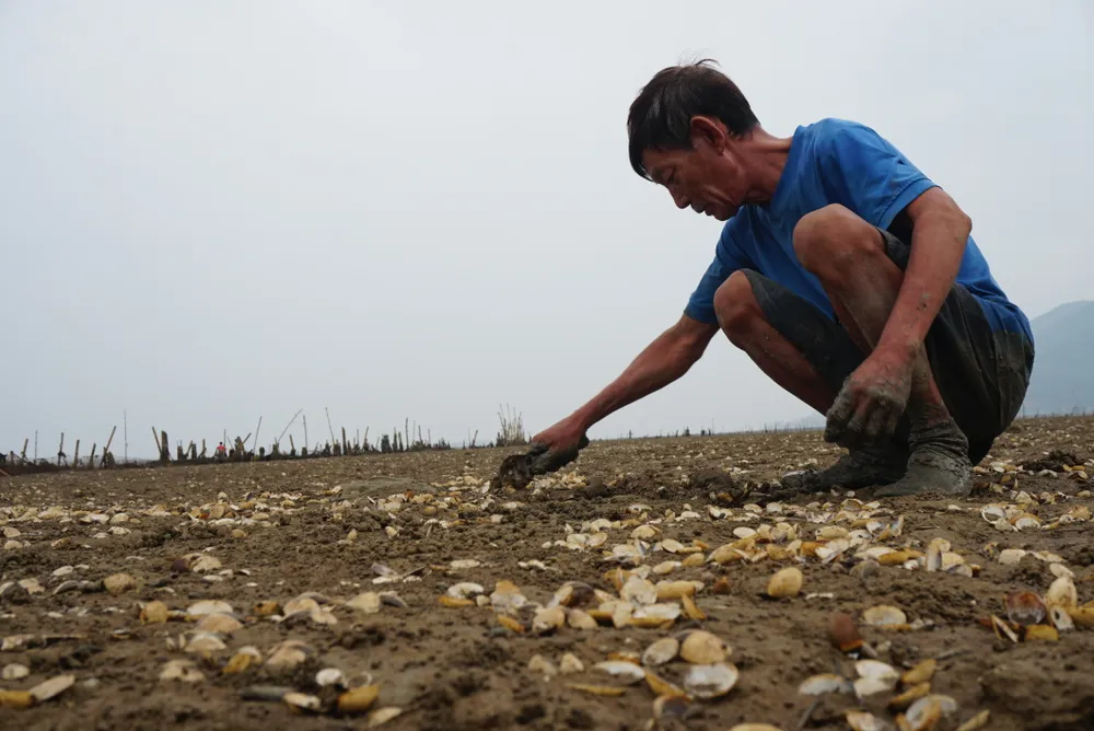 Nghêu nuôi chết sau mưa lũ, người dân Hà Tĩnh bị thiệt hại nặng ảnh 13