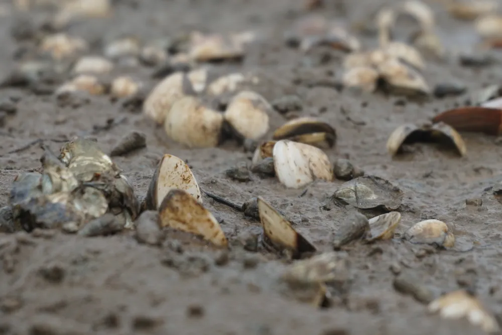 Nghêu nuôi chết sau mưa lũ, người dân Hà Tĩnh bị thiệt hại nặng ảnh 9