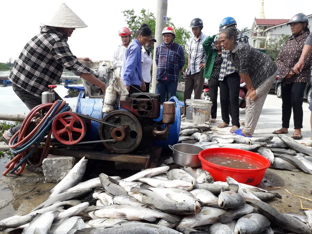 Cơ quan chức năng nói gì về hiện tượng cá nuôi lồng bè chết ở Hà Tĩnh ảnh 2