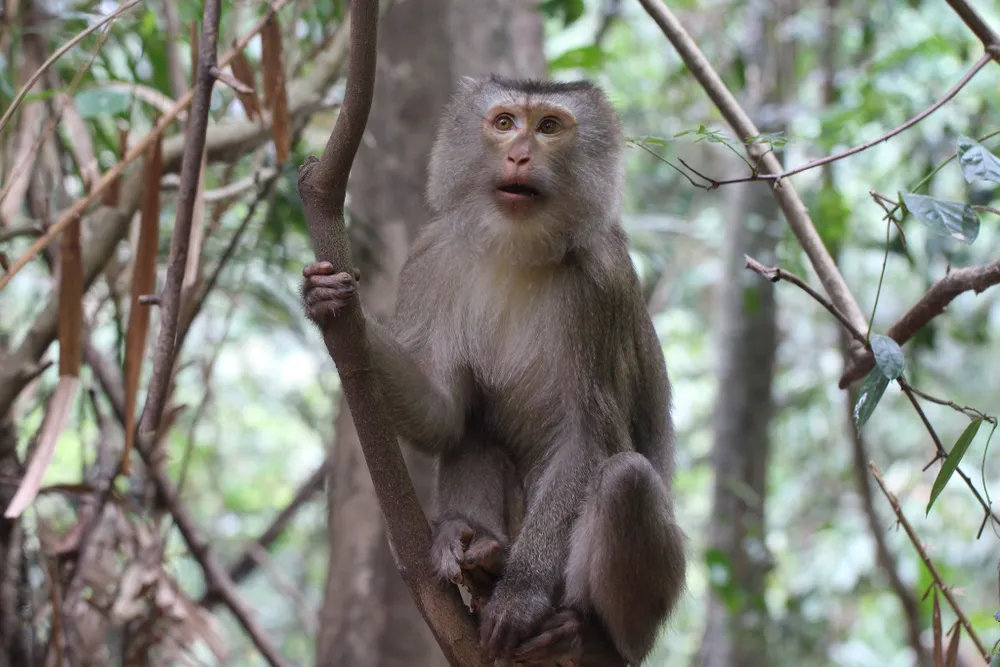 Ghi nhận 8 loài linh trưởng nguy cấp quý hiếm tại Vườn Quốc gia Vũ Quang ảnh 6