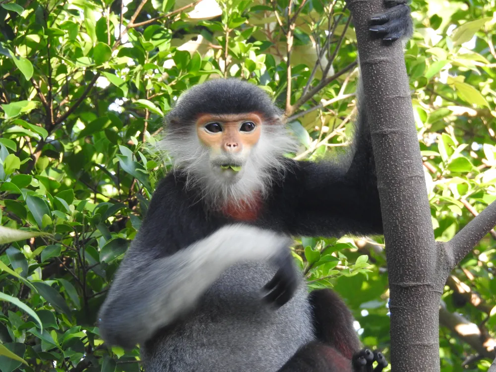 Ghi nhận 8 loài linh trưởng nguy cấp quý hiếm tại Vườn Quốc gia Vũ Quang ảnh 7