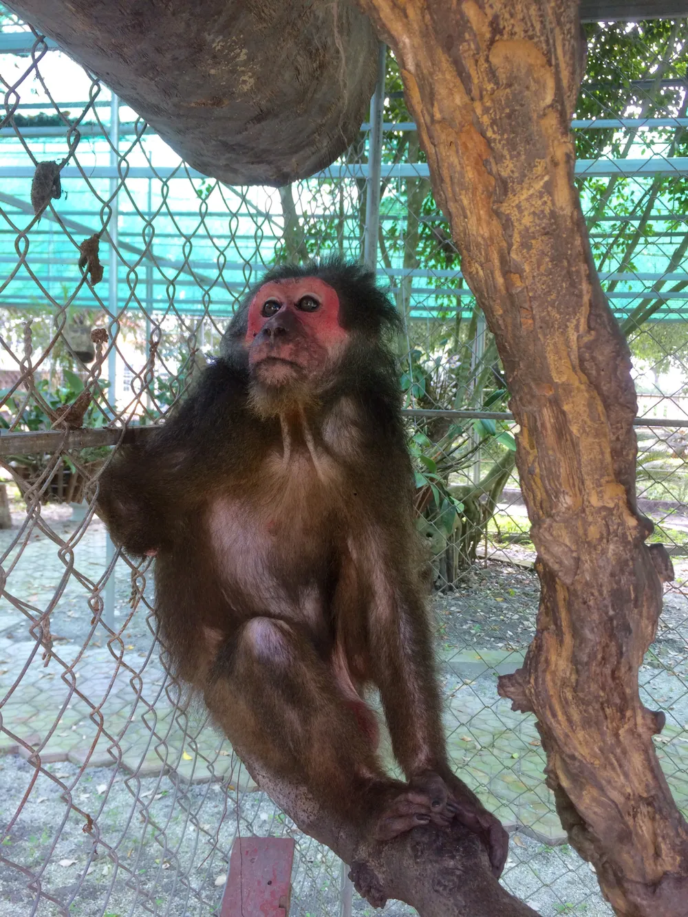 Ghi nhận 8 loài linh trưởng nguy cấp quý hiếm tại Vườn Quốc gia Vũ Quang ảnh 8