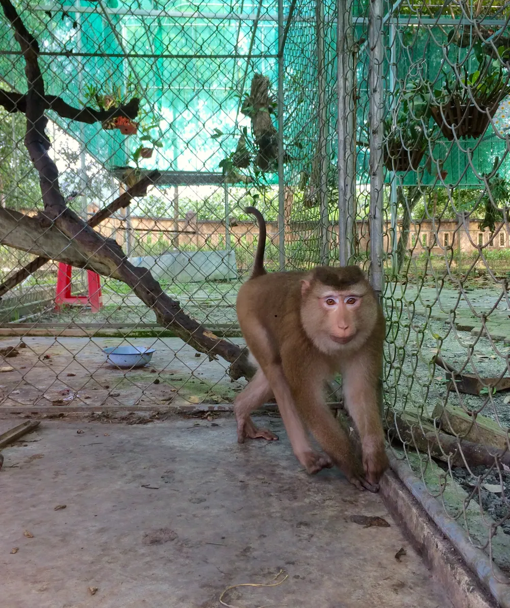 Ghi nhận 8 loài linh trưởng nguy cấp quý hiếm tại Vườn Quốc gia Vũ Quang ảnh 9