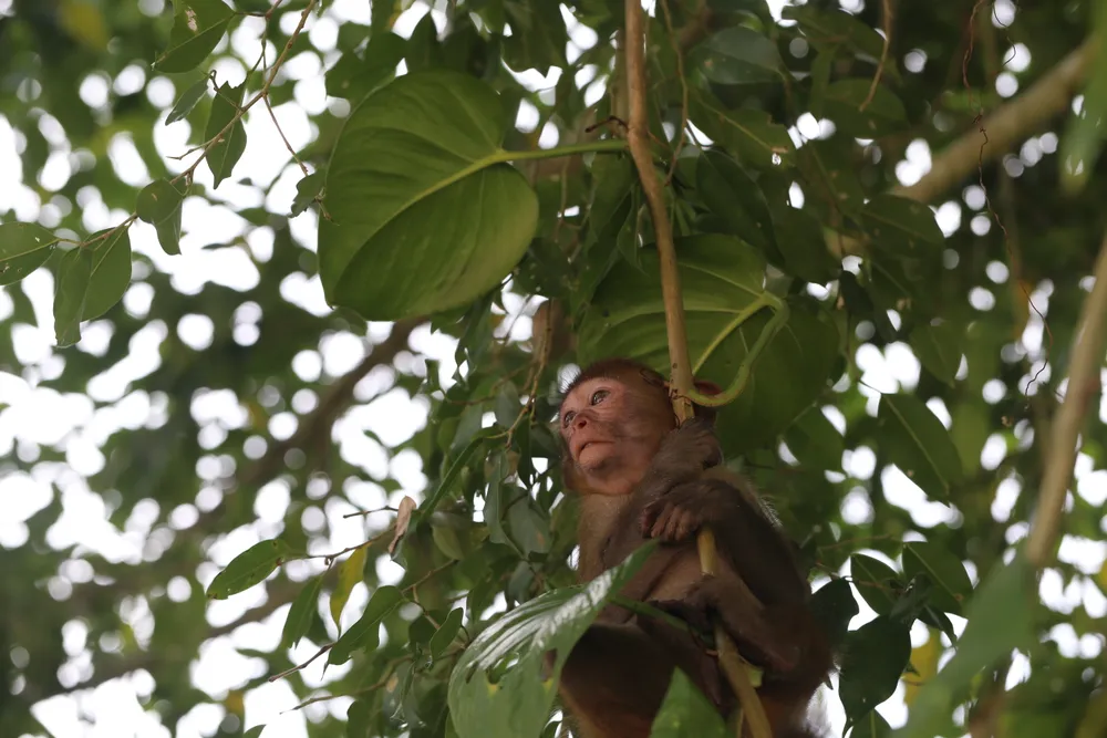 Ghi nhận 8 loài linh trưởng nguy cấp quý hiếm tại Vườn Quốc gia Vũ Quang ảnh 4