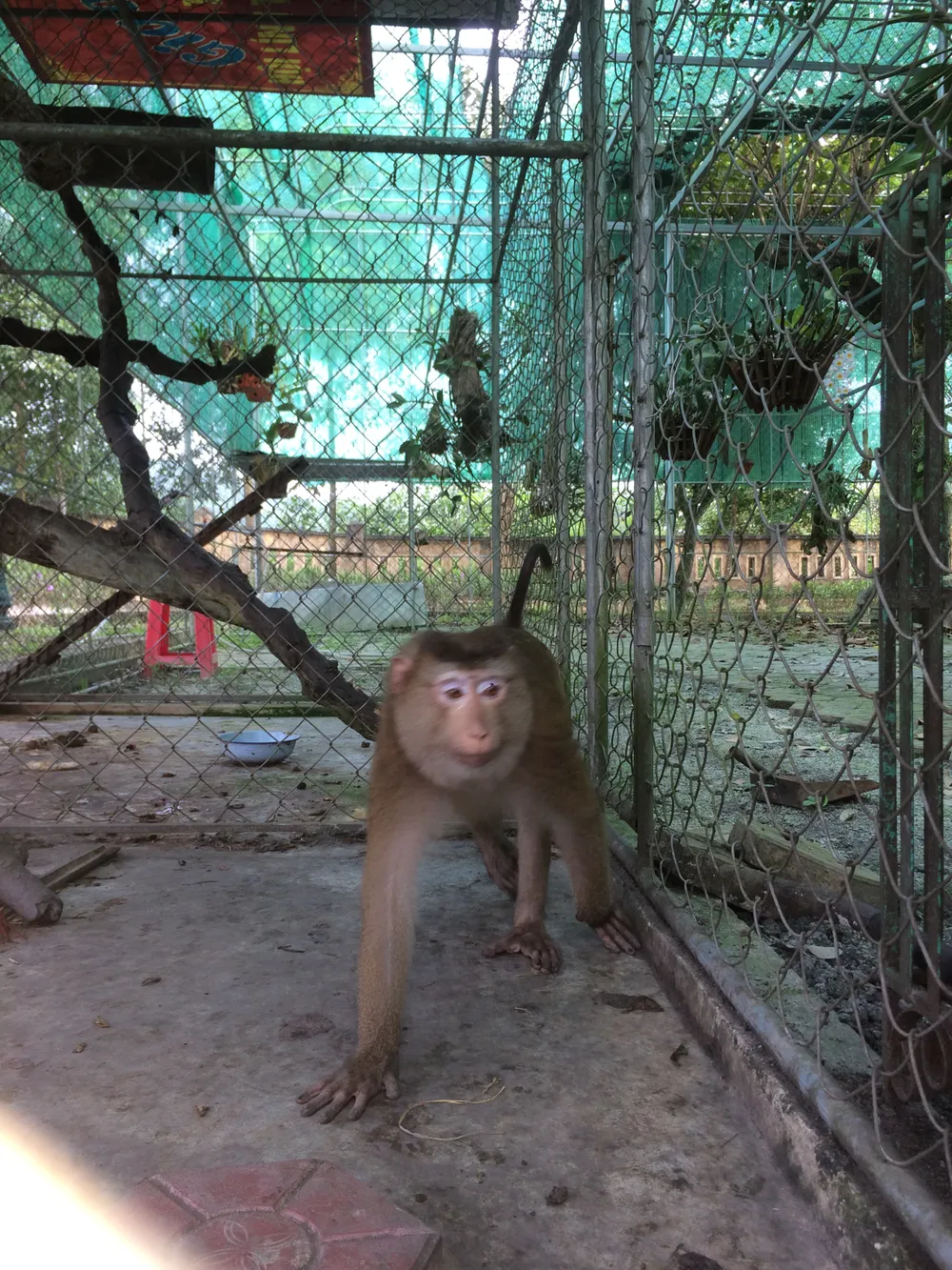 Ghi nhận 8 loài linh trưởng nguy cấp quý hiếm tại Vườn Quốc gia Vũ Quang ảnh 3