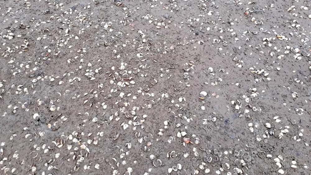 Hàng trăm tấn nghêu nuôi bị chết do sốc nước ngọt sau mưa lũ ảnh 2