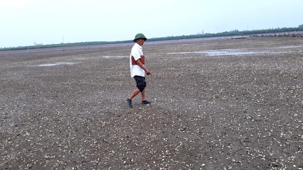 Hàng trăm tấn nghêu nuôi bị chết do sốc nước ngọt sau mưa lũ ảnh 1