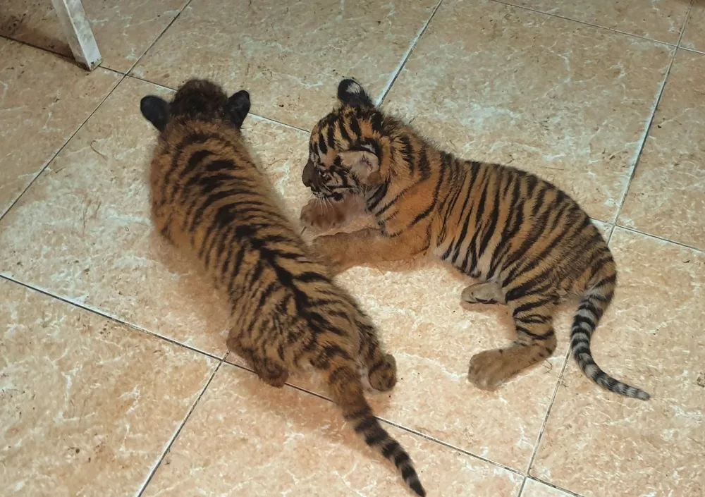 Bắt vụ vận chuyển 2 hổ con quý hiếm bằng xe mô tô ảnh 1