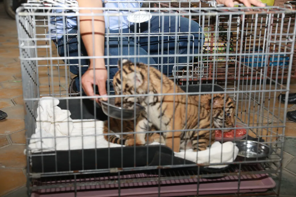 Bắt vụ vận chuyển 2 hổ con quý hiếm bằng xe mô tô ảnh 5