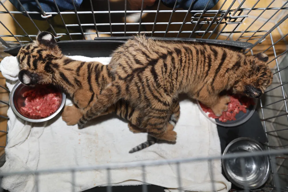 Bắt vụ vận chuyển 2 hổ con quý hiếm bằng xe mô tô ảnh 4