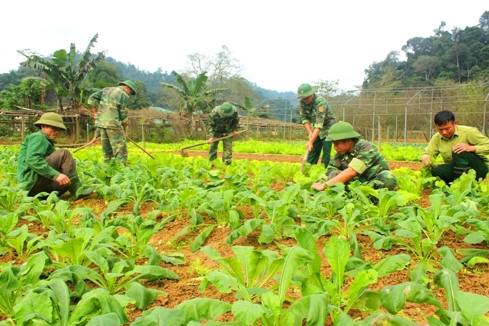 Hiệu quả từ mô hình “5 vườn, 3 giàn” của Bộ đội Biên phòng Hà Tĩnh  ảnh 11
