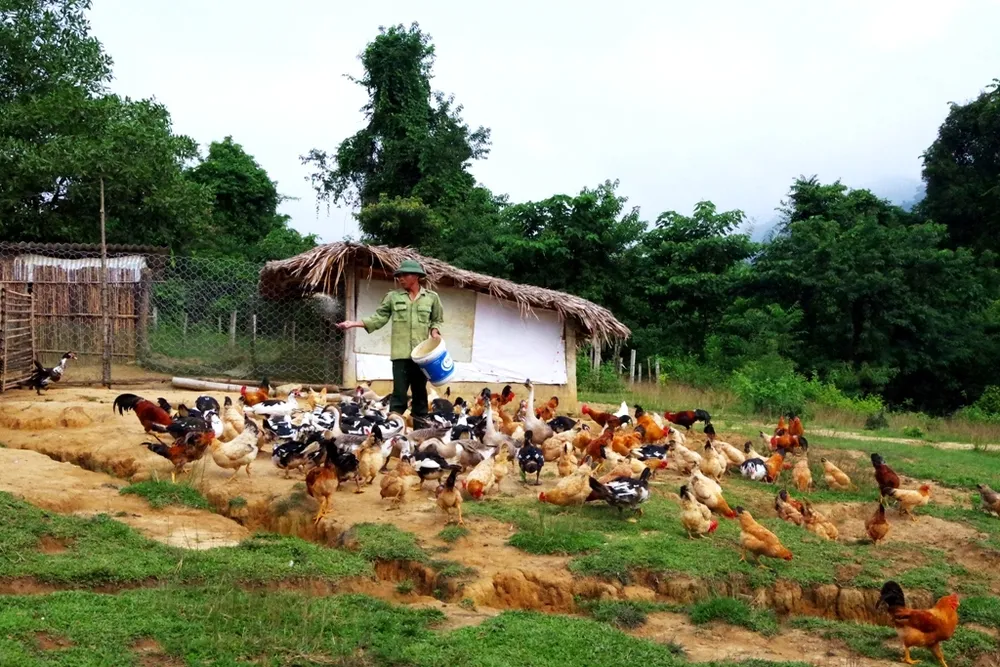 Hiệu quả từ mô hình “5 vườn, 3 giàn” của Bộ đội Biên phòng Hà Tĩnh  ảnh 6