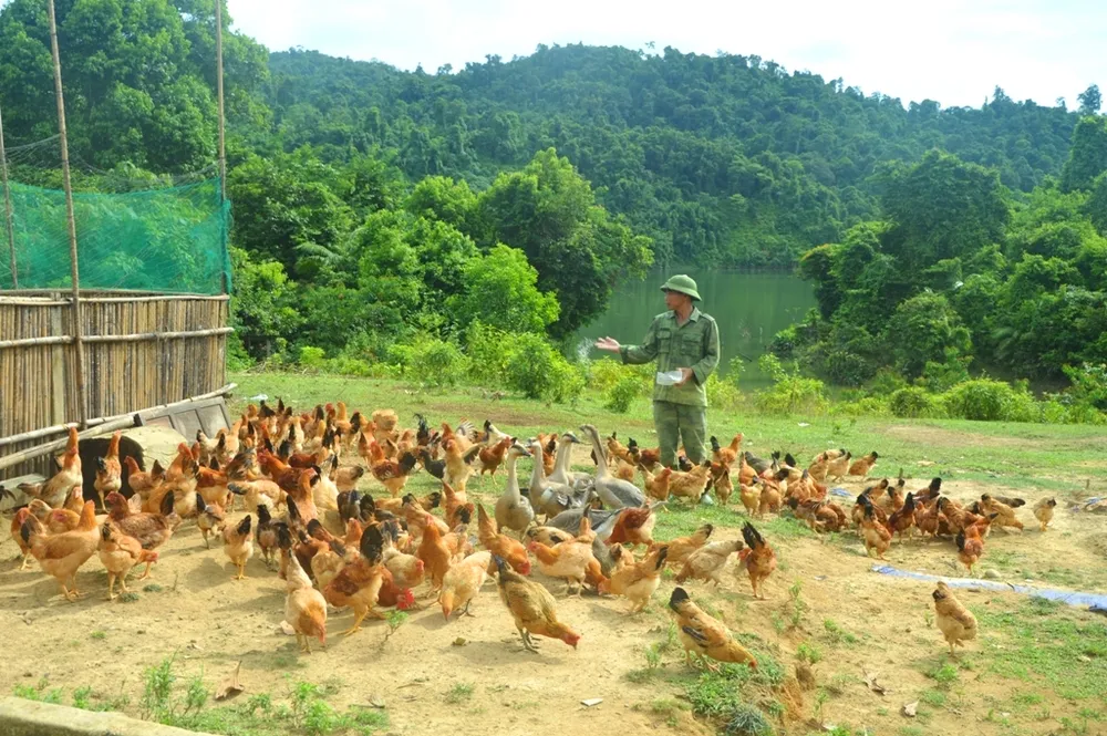 Hiệu quả từ mô hình “5 vườn, 3 giàn” của Bộ đội Biên phòng Hà Tĩnh  ảnh 5