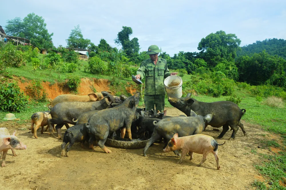 Hiệu quả từ mô hình “5 vườn, 3 giàn” của Bộ đội Biên phòng Hà Tĩnh  ảnh 8