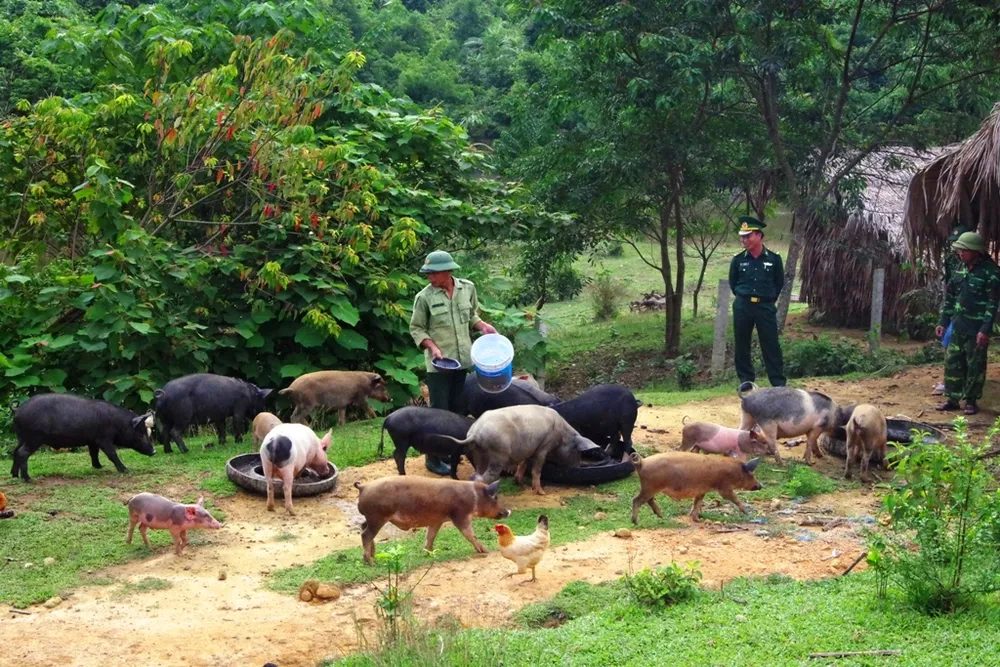 Hiệu quả từ mô hình “5 vườn, 3 giàn” của Bộ đội Biên phòng Hà Tĩnh  ảnh 7