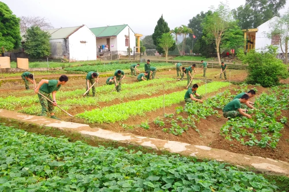 Hiệu quả từ mô hình “5 vườn, 3 giàn” của Bộ đội Biên phòng Hà Tĩnh  ảnh 2