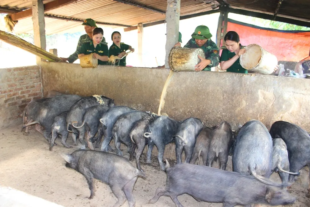 Hiệu quả từ mô hình “5 vườn, 3 giàn” của Bộ đội Biên phòng Hà Tĩnh  ảnh 13