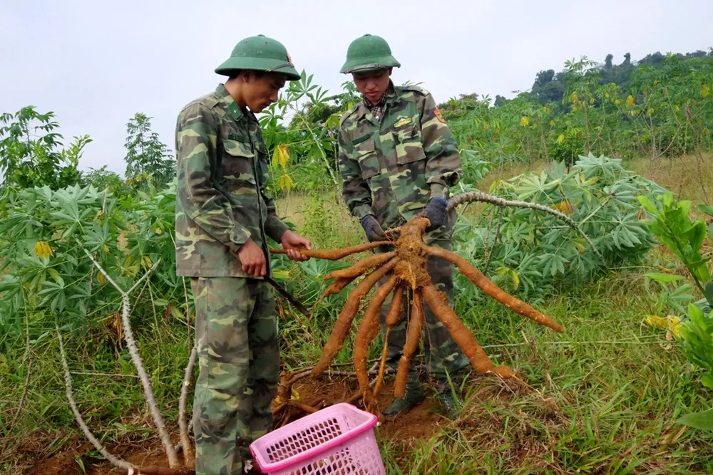 Hiệu quả từ mô hình “5 vườn, 3 giàn” của Bộ đội Biên phòng Hà Tĩnh  ảnh 12