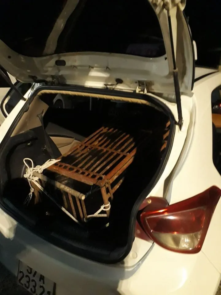 Vận chuyển gấu quý hiếm bằng xe taxi ảnh 1