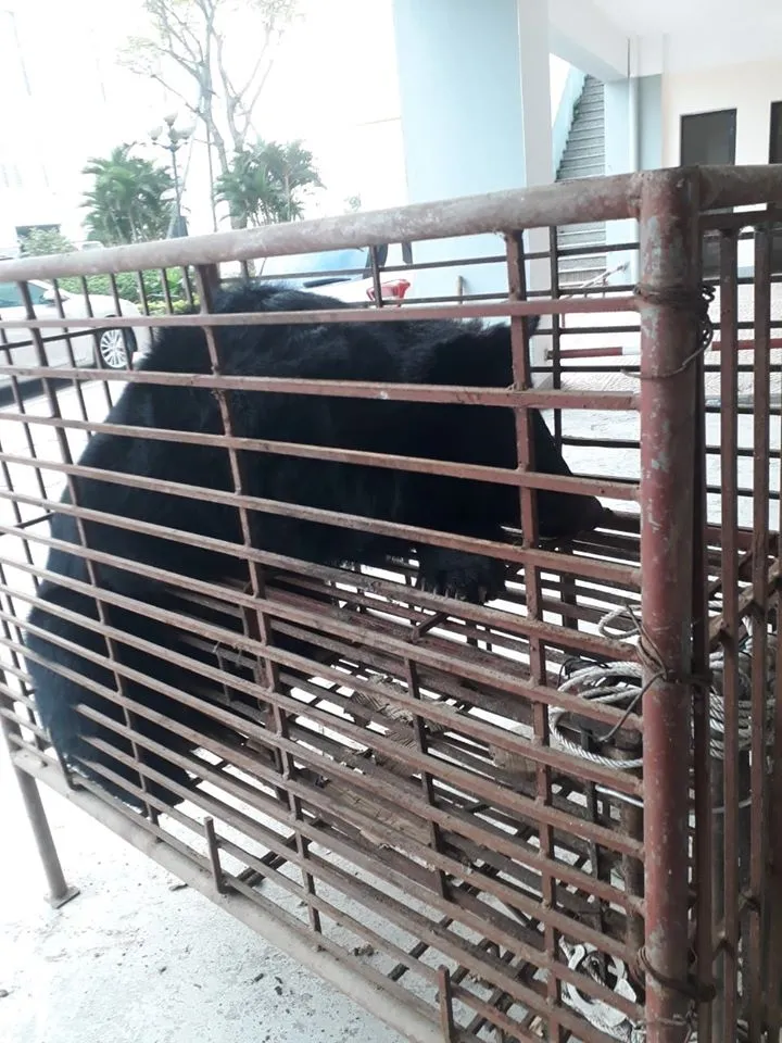 Vận chuyển gấu quý hiếm bằng xe taxi ảnh 3