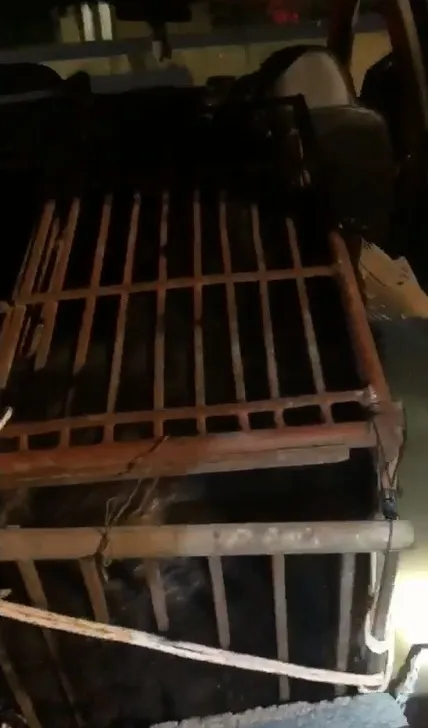 Vận chuyển gấu quý hiếm bằng xe taxi ảnh 4