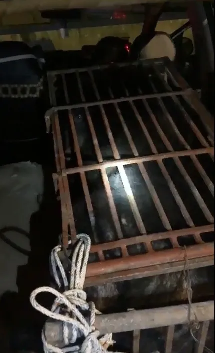 Vận chuyển gấu quý hiếm bằng xe taxi ảnh 5