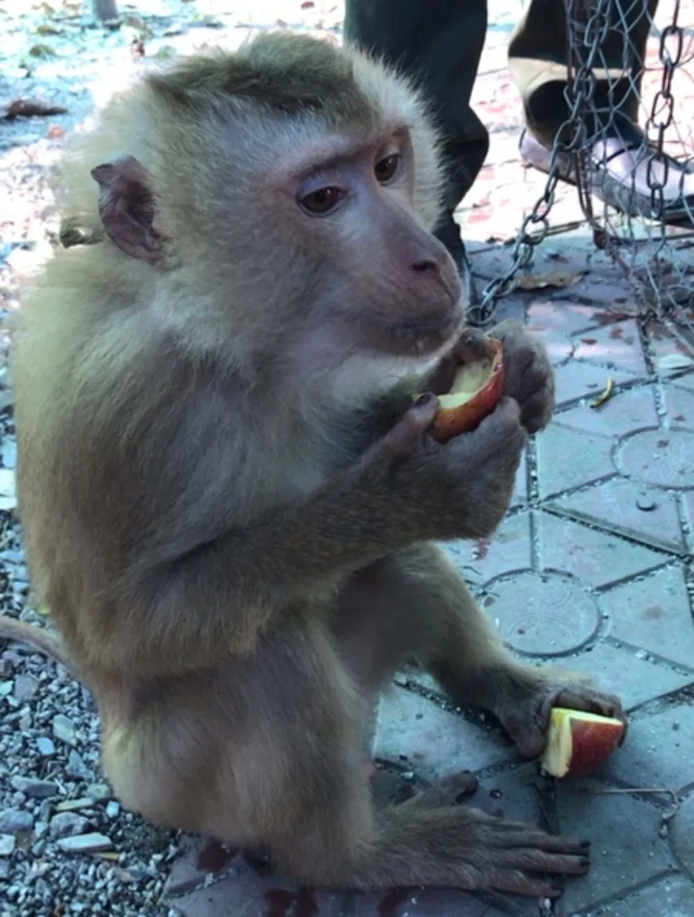 Vận chuyển gấu quý hiếm bằng xe taxi ảnh 7