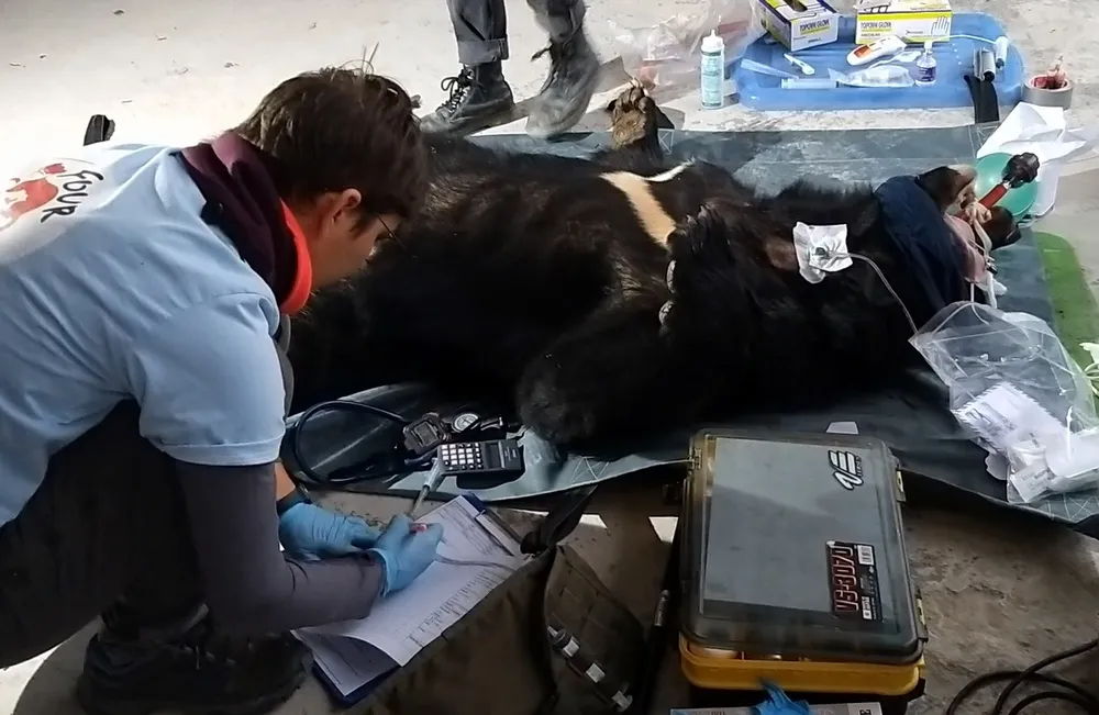Khởi tố vụ vận chuyển cá thể gấu quý hiếm bằng taxi ảnh 1