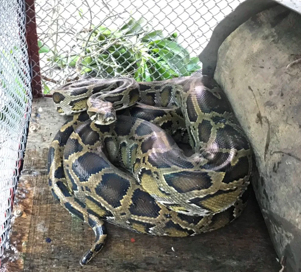 Cá thể trăn gấm vừa được bàn giao để thả về môi trường tự nhiên