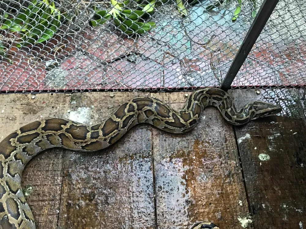 Vườn Quốc gia Vũ Quang tiếp nhận cá thể trăn gấm quý hiếm nặng 13kg ảnh 1