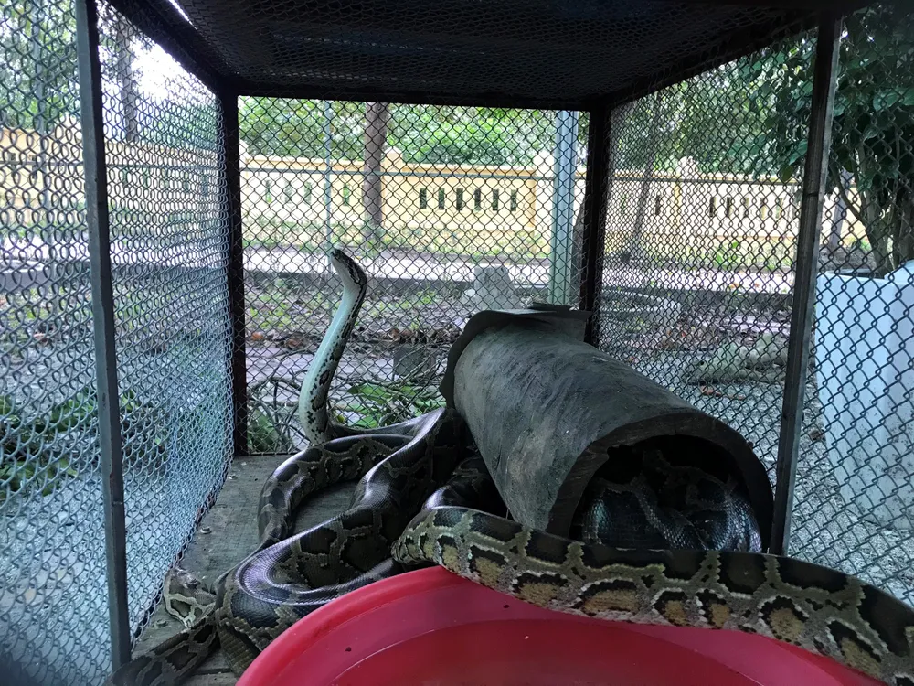 Vườn Quốc gia Vũ Quang tiếp nhận cá thể trăn gấm quý hiếm nặng 13kg ảnh 2