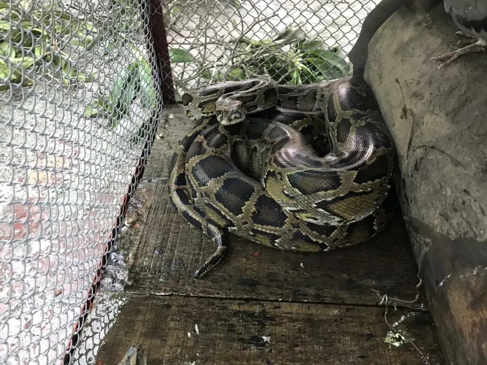 Vườn Quốc gia Vũ Quang tiếp nhận cá thể trăn gấm quý hiếm nặng 13kg ảnh 4