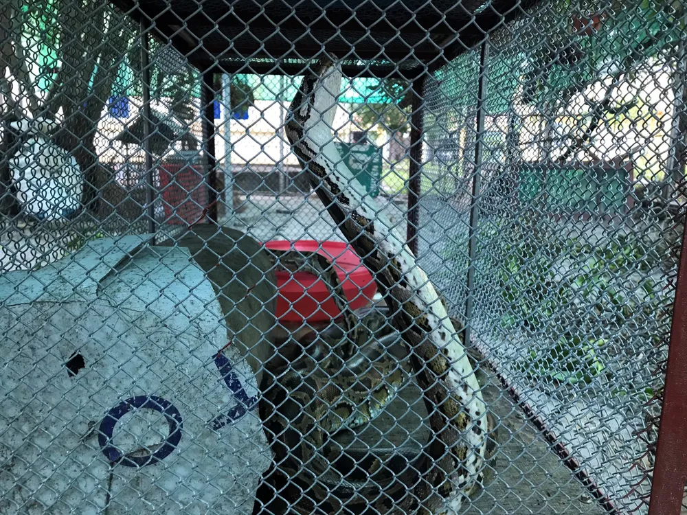 Vườn Quốc gia Vũ Quang tiếp nhận cá thể trăn gấm quý hiếm nặng 13kg ảnh 3