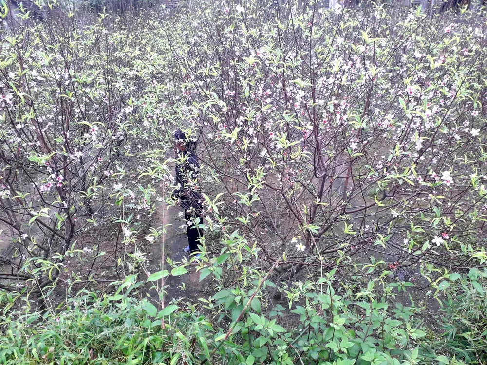 Đào tết nở rộ sớm hơn dự kiến, người trồng thấp thỏm  ảnh 3