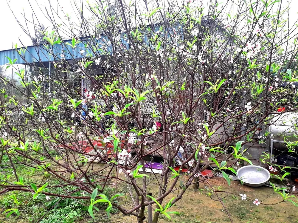 Đào tết nở rộ sớm hơn dự kiến, người trồng thấp thỏm  ảnh 11