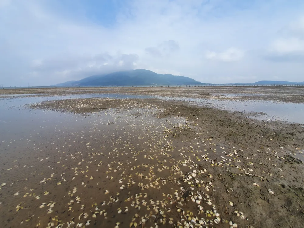 Nghêu nuôi chết khiến nhiều người dân bị thiệt hại ảnh 1