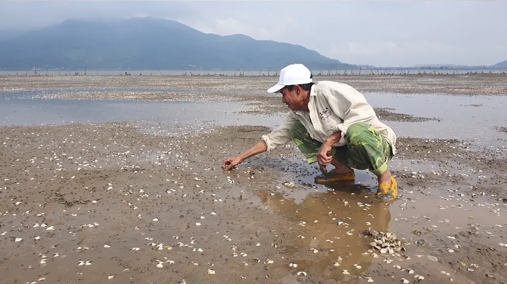 Nghêu nuôi chết khiến nhiều người dân bị thiệt hại ảnh 8