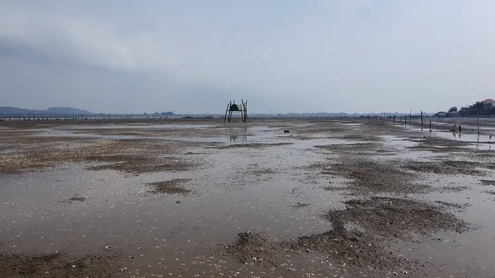 Nghêu nuôi chết khiến nhiều người dân bị thiệt hại ảnh 10