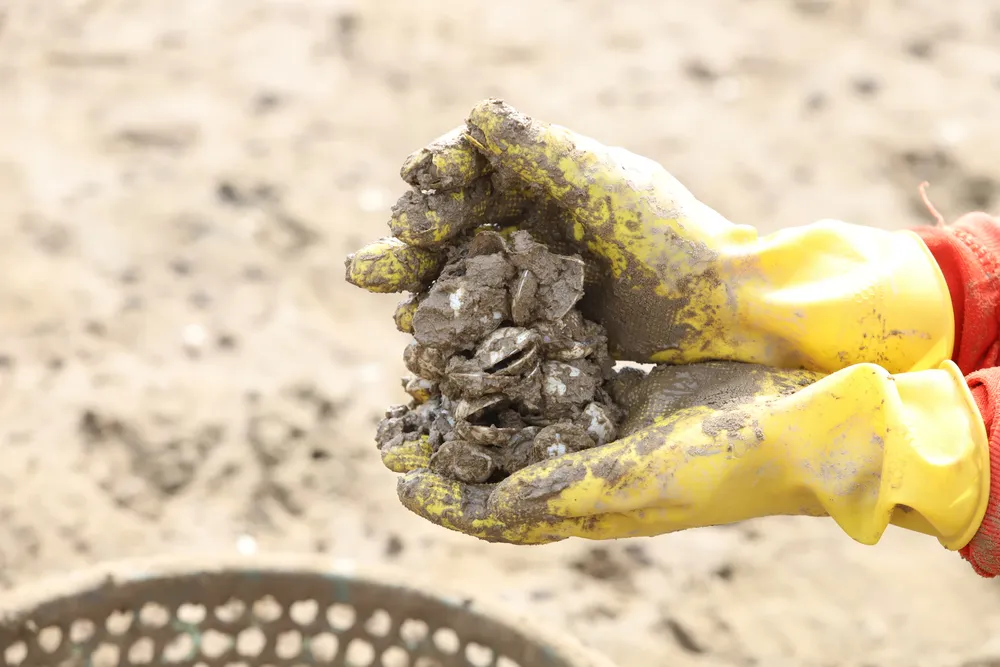 Nghêu nuôi chết khiến nhiều người dân bị thiệt hại ảnh 9